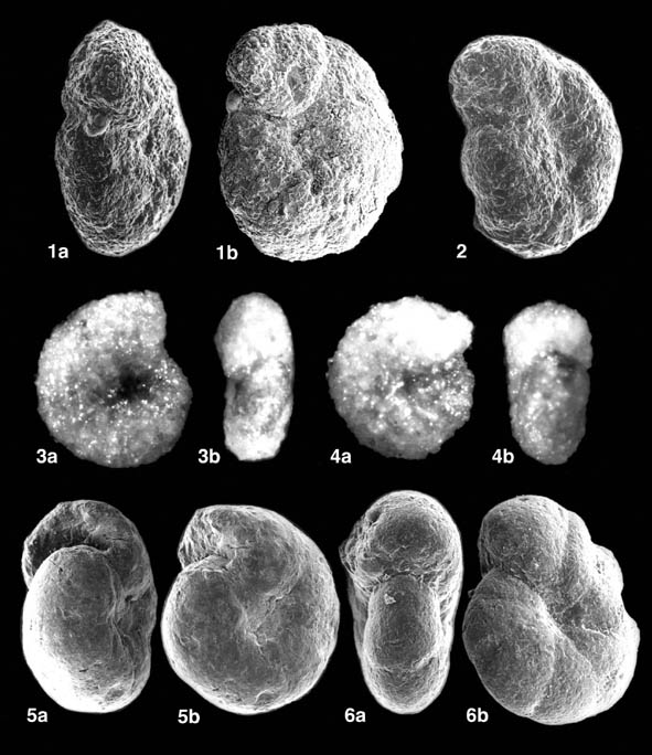ＬＥＲOＹＢｏｕｒｇｏｇｎｅＨｏm m aｇｅa’ l‘Ａn 2000 Atlas of Agglutinated Foraminifera - taxon page